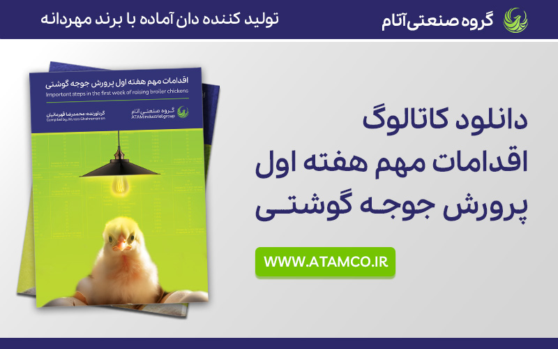 اقدامات مهم در هفته اول پرورش جوجه گوشتی